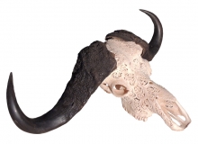 Buffalo skull carved