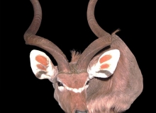 Kudu shoulder mount, sneak left