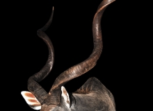 Kudu shoulder mount, sneak right