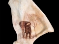 elephant-shoulder-bone-shrimshawed