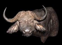 buffalo finesse mounts