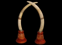 Elephant tusks on carved, turned bases