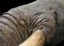 Elephant shoulder mount – close up
