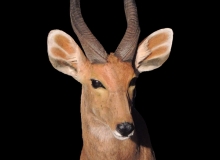 Impala shoulder mount