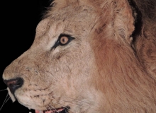 Lion side profile