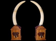 Elephant tusks on special square bases