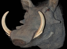 Warthog shoulder mount