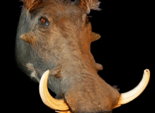Warthog shoulder mount - right