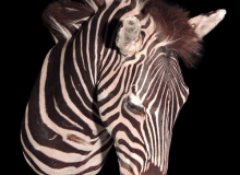 Zebra shoulder mount