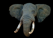 Elephant shoulder mount - straight