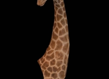 Giraffe neck mount