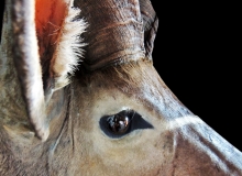 Kudu pedestal mount – close up