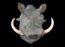 Warthog shoulder mount
