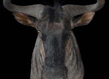Wildebeest shoulder mount