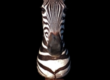 Zebra pedestal mount on pyramid base with zebra skin inserts