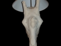 giraffe skull lamp