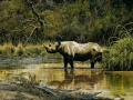 Zululand_Black_Rhino - website size (3)