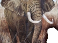 ear-elephant