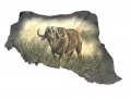buffalo-johnnie