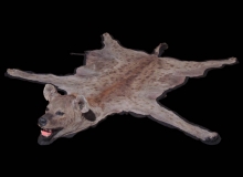 Hyena rug mount