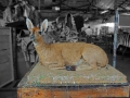 Duiker in our finishing department