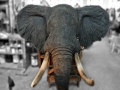 Elephant shoulder mount