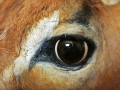 repair around the eye of an Impala