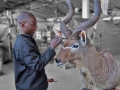 Finishing touches to a kudu mount