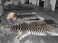 zebra skins