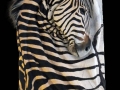 Zebra toile