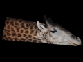 Giraffe toile - horizontal