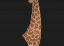 Giraffe-Wall-Ped-Mount-1