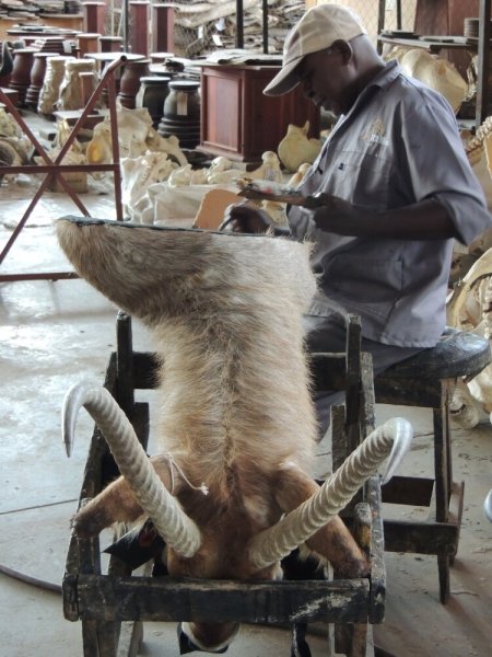 Why choose T.C.I over another Taxidermist T.C.I
